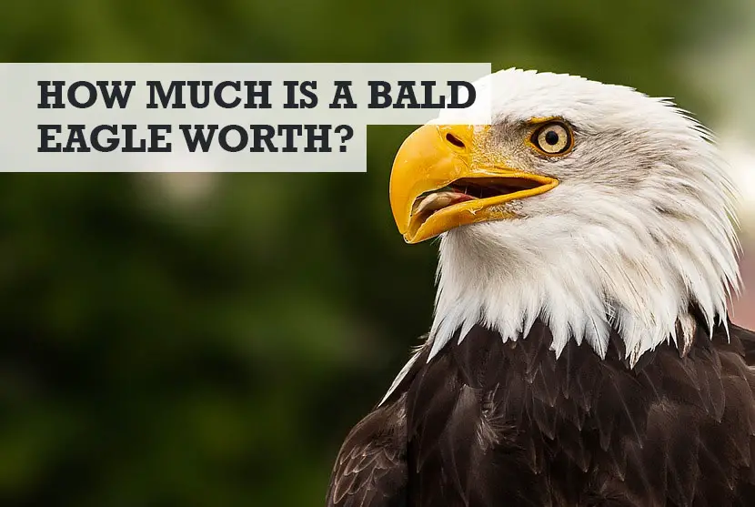 how much is a bald eagle worth