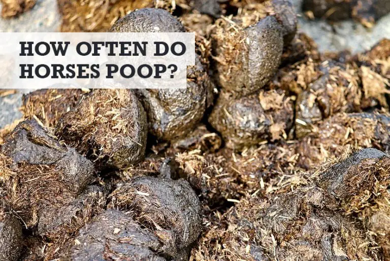 How Often Do Horses Poop? (Daily & Yearly Poop Numbers)