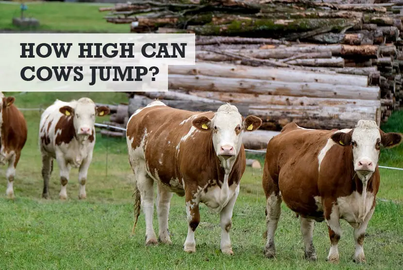 How high can a cow jump
