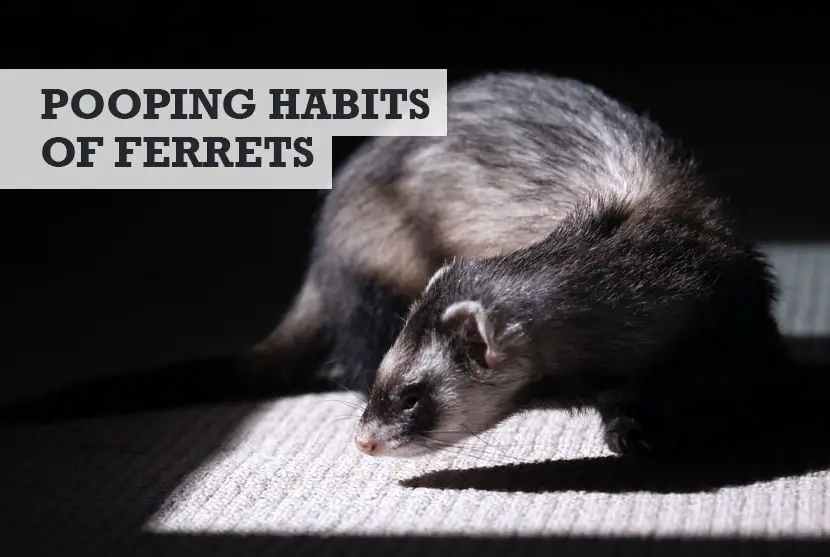 How often do ferrets poop