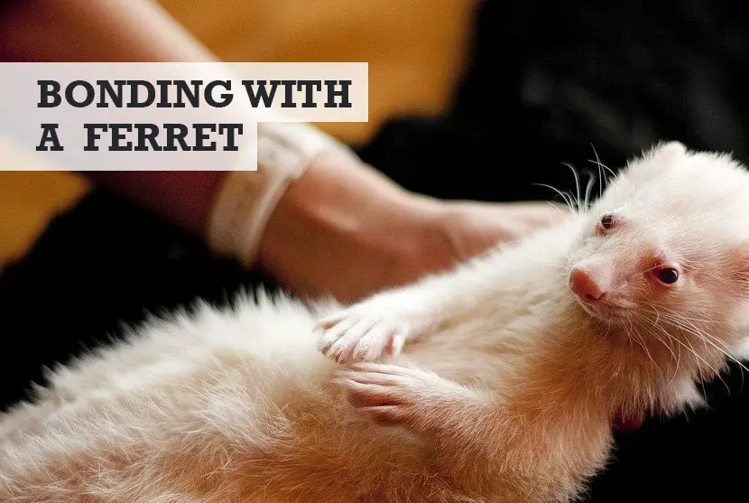 How to Bond with Your Ferret