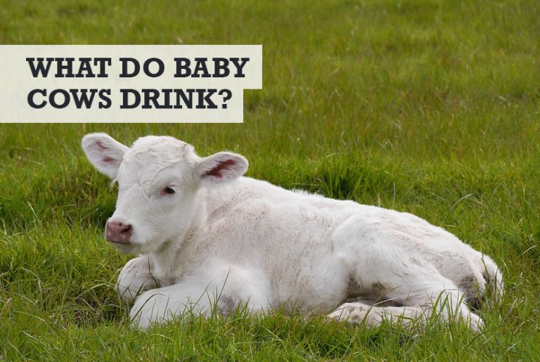 What Do Baby Cows Drink? - is it cow's milk!?