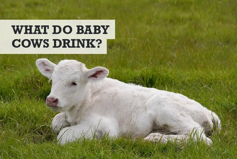What Do Baby Cows Drink