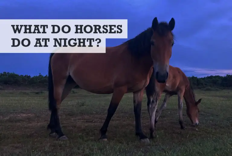 What Do Horses Do At Night? (Answer Might Surprise You)