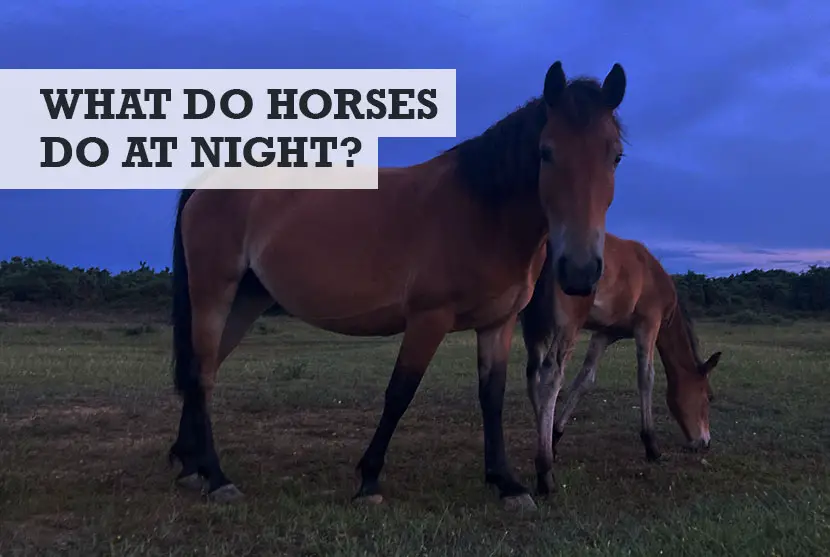 what do horses do at night