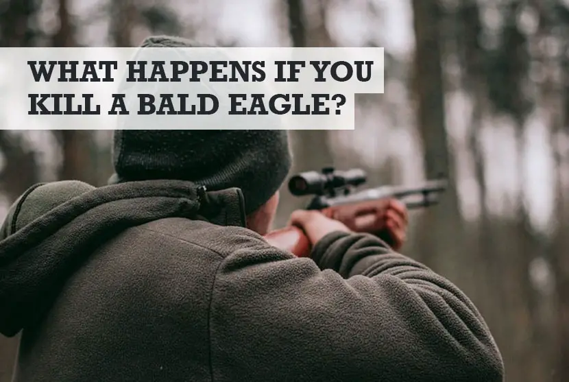 What Happens if You Kill a Bald Eagle