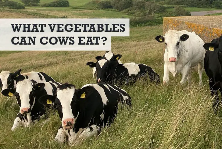 what-vegetables-can-cows-eat-what-veggies-are-toxic
