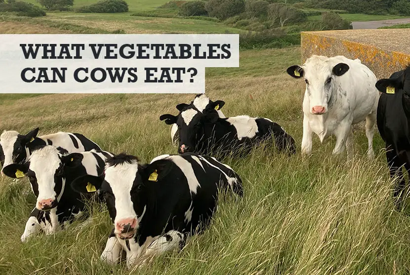 What Vegetables Can Cows Eat