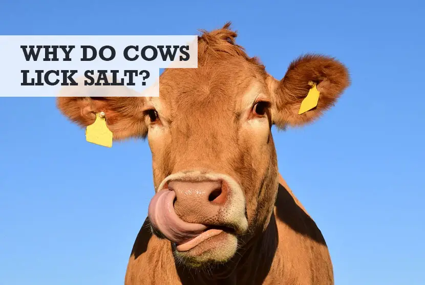 Why Do Cows Lick Salt