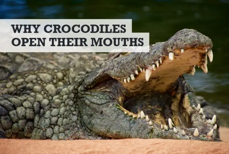 why-do-crocodiles-open-their-mouths-correct-answer