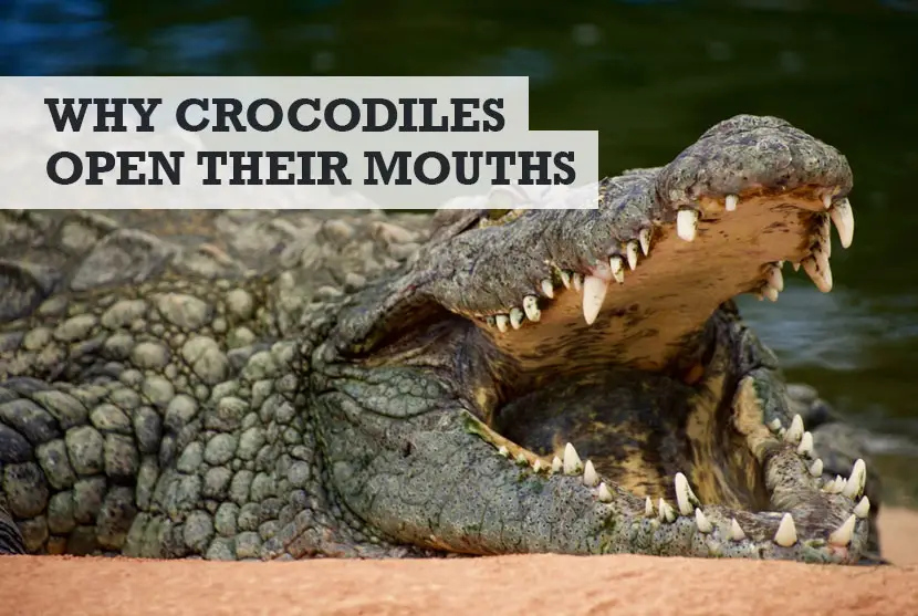Why Do Crocodiles Open Their Mouths