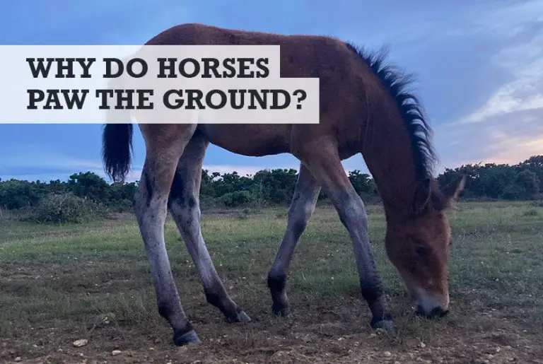Why Do Horses Paw the Ground? (the many reasons...)