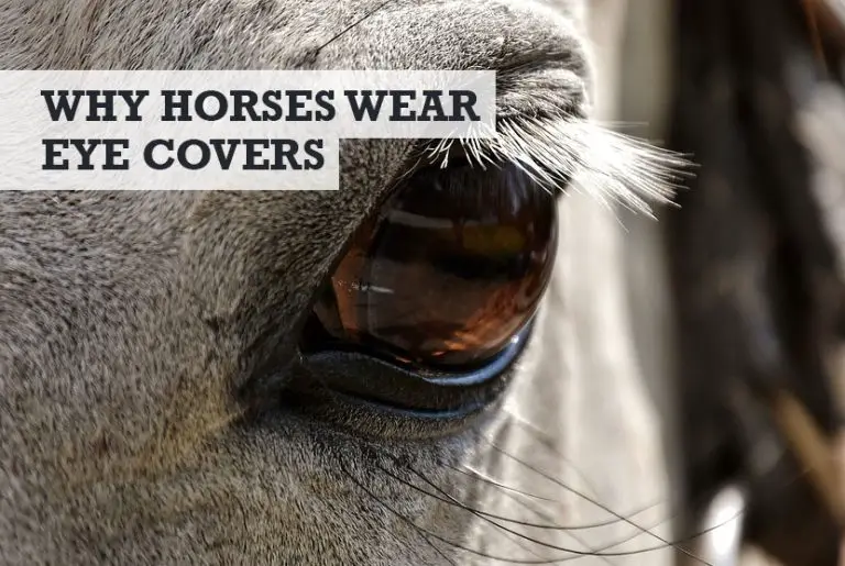 why-do-horses-wear-eye-covers-masks-does-it-calm