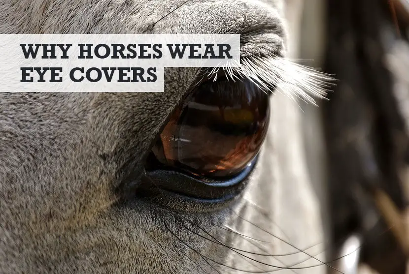 why do horses wear eye covers