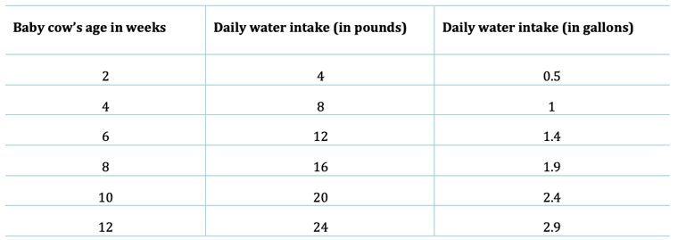 Do cows drink water or milk