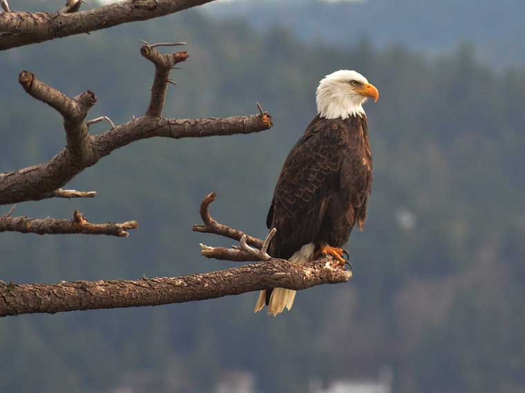 do bald eagles attack goats