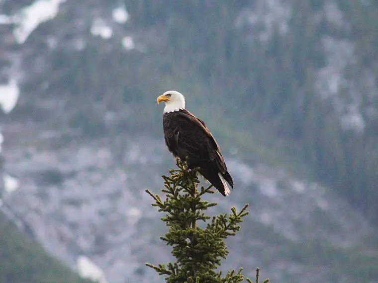 Bald eagle nest restrictions