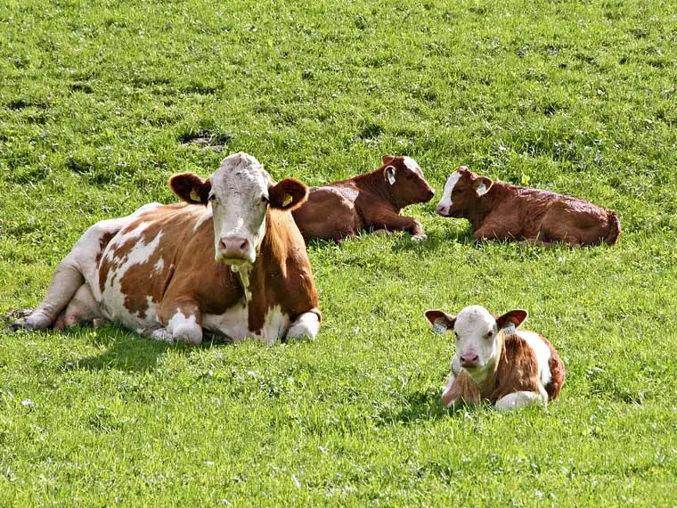 Do cows drink water