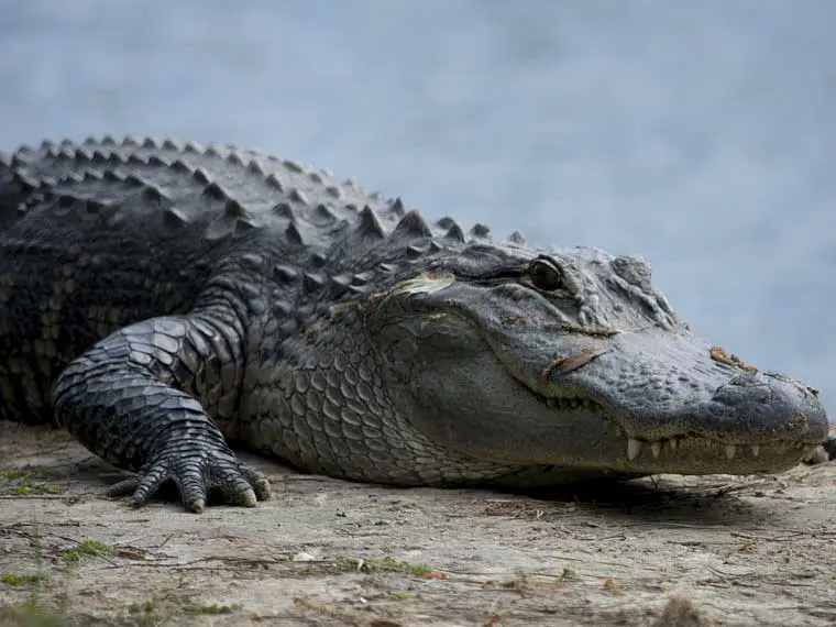 can saltwater crocodiles live in the ocean