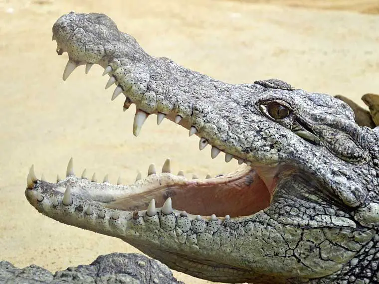 How many teeth do crocodiles have in a lifetime