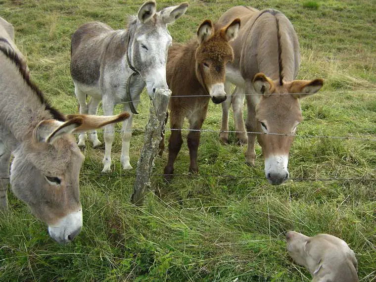 do donkeys get along with dogs