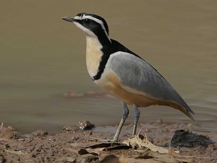 plover bird