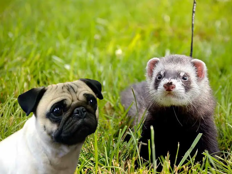 Can ferrets and dogs live together