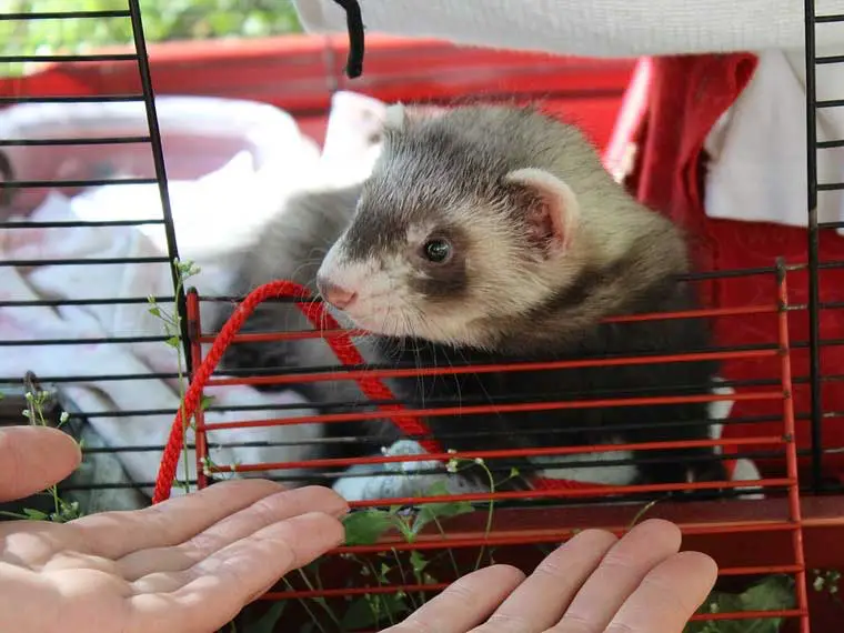 Do ferrets need a big cage