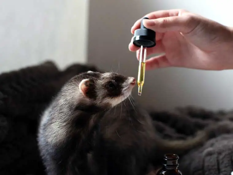 why ferrets are not good pets