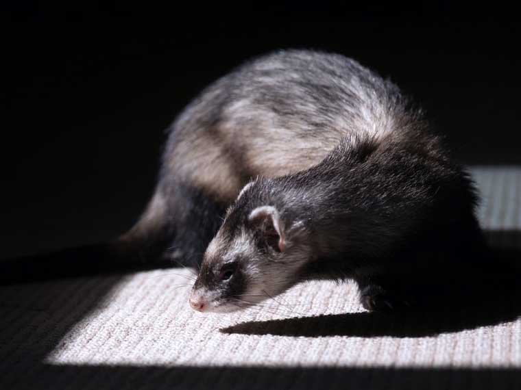 Do ferrets bond with humans