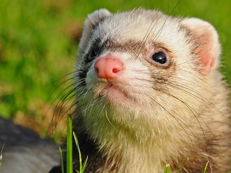 How many times should a ferret poop