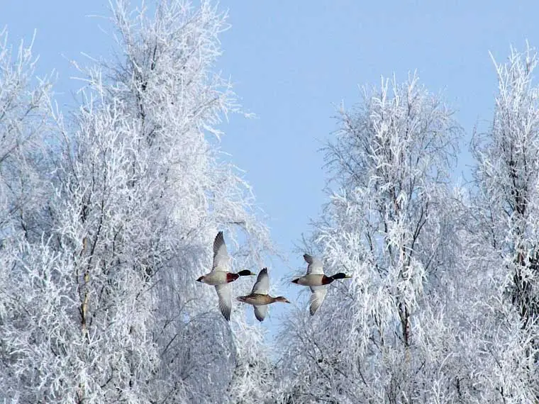 can geese freeze to death