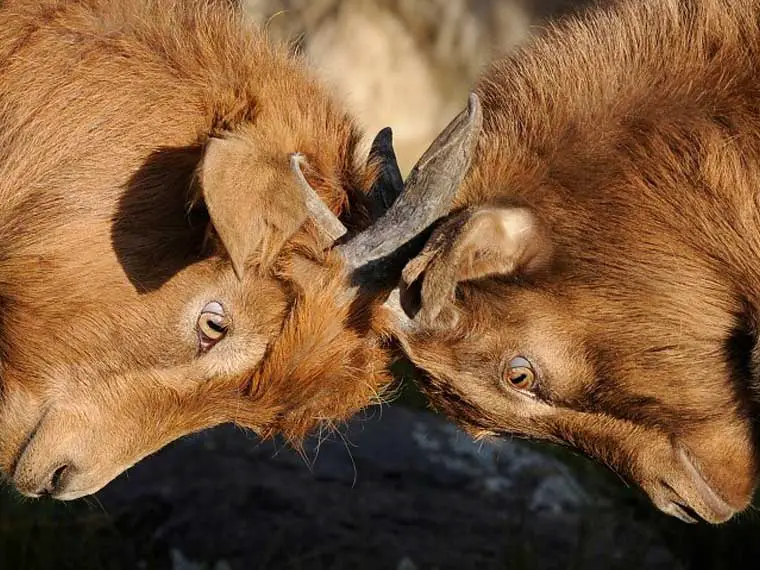 goats headbutt each other