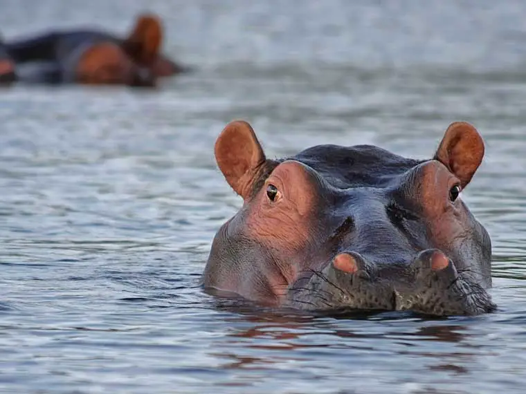 Do hippos ever kill crocodiles