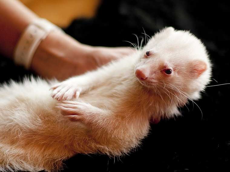 introducing a ferret to a dog