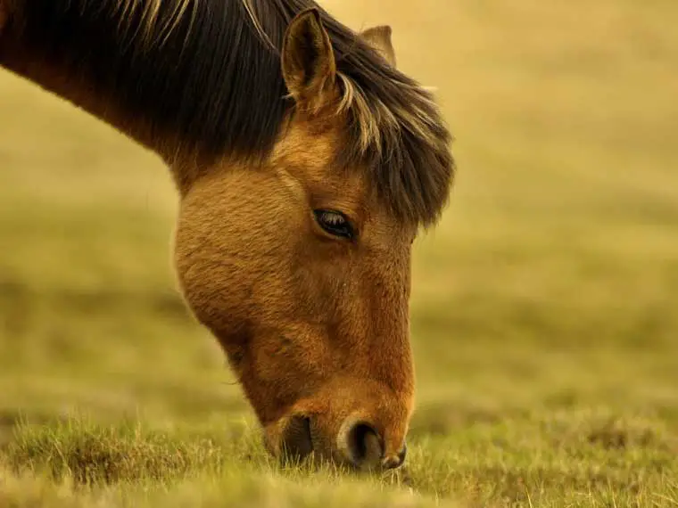 How many times do horses poop a day