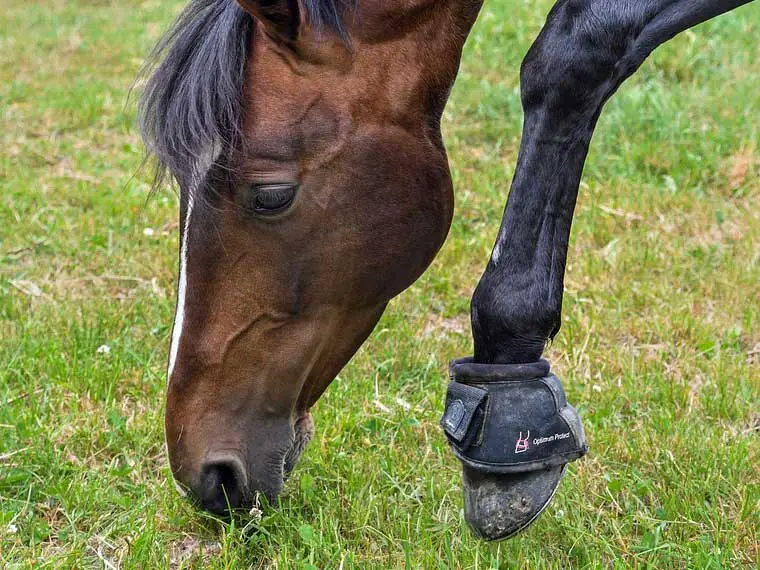 horse pawing before eating