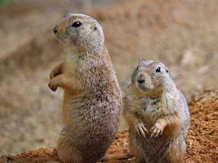 prairie dogs