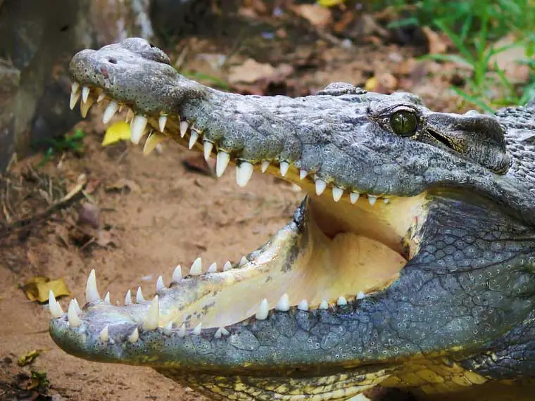 why do crocodiles open their mouth after eating