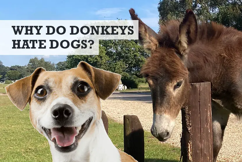 why do donkeys hate dogs