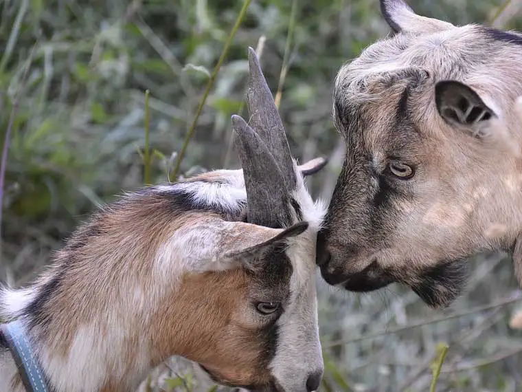 Why do goats headbutt
