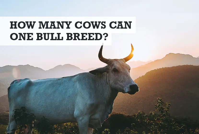 How many cows can one bull breed