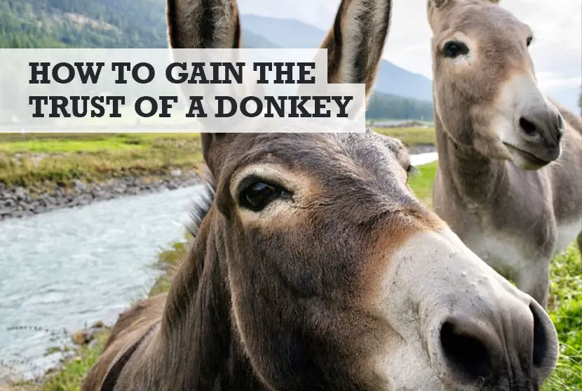 How to Get a Donkey to Trust You