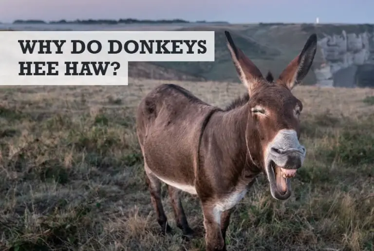 Why Do Donkeys Hee Haw / Bray (Night, Morning, Day)