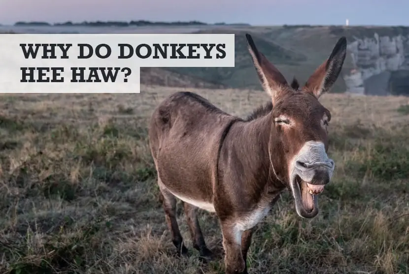 Why Do Donkeys Hee Haw