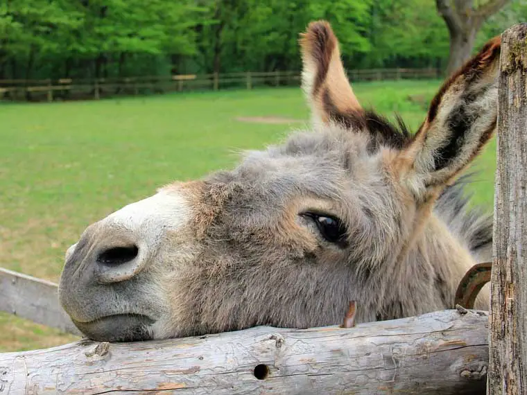 get a donkey to trust you
