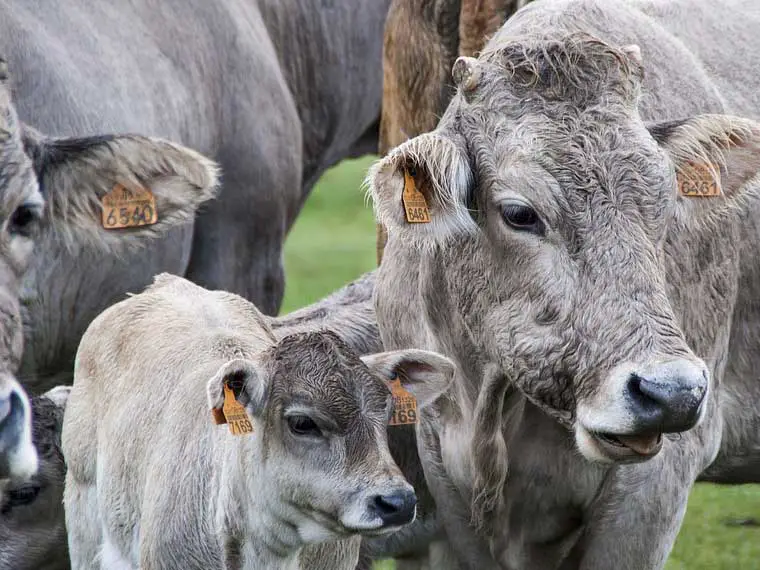 How many cows can a yearling bull breed