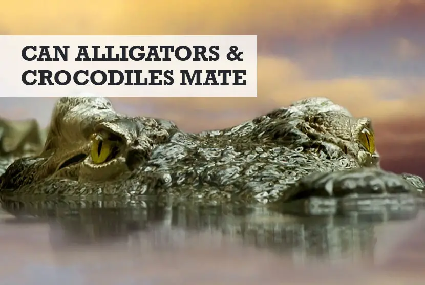 Can Alligators and Crocodiles Mate or Cross Breed