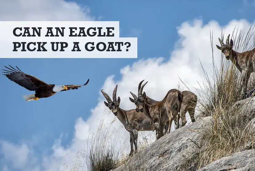 Can An Eagle Pick Up a Goat