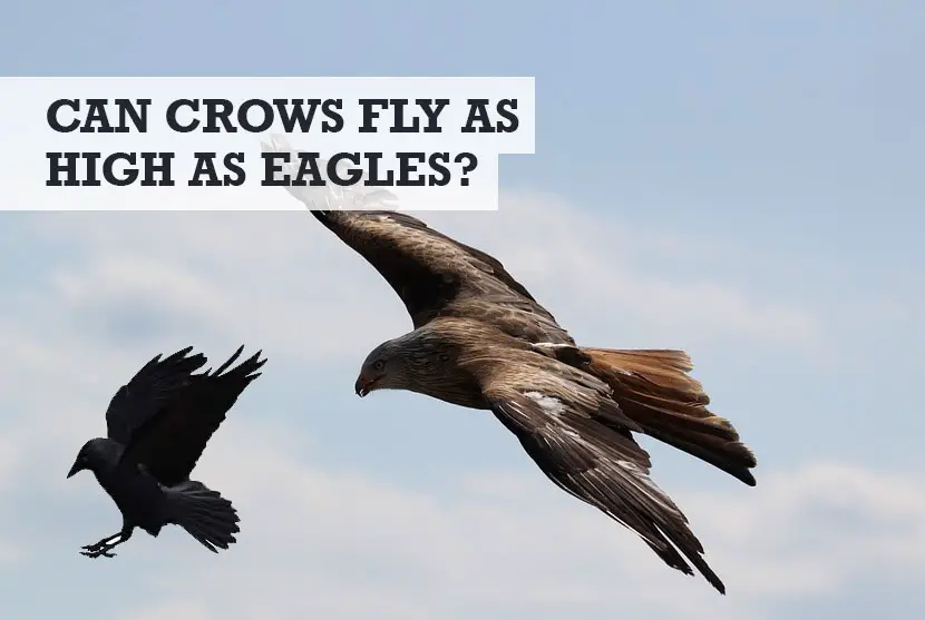 can crows fly as high as eagles